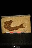 30165- Top Rare Hulettia americana Fossil Fish - Jurassic New Mexico