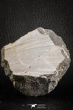 07161 - Top Rare Lichid Trilobite 0.71 Inch Acanthopyge (Lobopyge) bassei Lower Devonian
