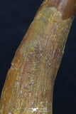 08132 - Nice 1.60 Inch Pterosaur (Coloborhynchus) Tooth Cretaceous KemKem