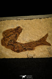 30165- Top Rare Hulettia americana Fossil Fish - Jurassic New Mexico