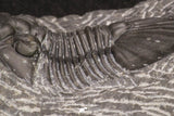 20061 - Top Quality 1.74 Inch Platyscutellum sp Lower Devonian Trilobite