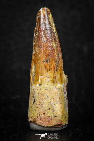 08109 - Well Preserved 1.23 Inch Spinosaurus Dinosaur Tooth Cretaceous