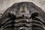07162 - Nicely Preserved Spiny 1.03 Inch Leonaspis sp Middle Devonian Trilobite