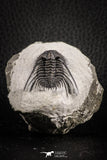 07162 - Nicely Preserved Spiny 1.03 Inch Leonaspis sp Middle Devonian Trilobite