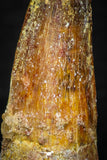 08109 - Well Preserved 1.23 Inch Spinosaurus Dinosaur Tooth Cretaceous