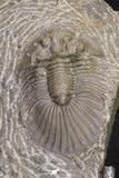 20062 - Top Quality 1.62 Inch Platyscutellum sp Lower Devonian Trilobite