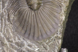 20062 - Top Quality 1.62 Inch Platyscutellum sp Lower Devonian Trilobite