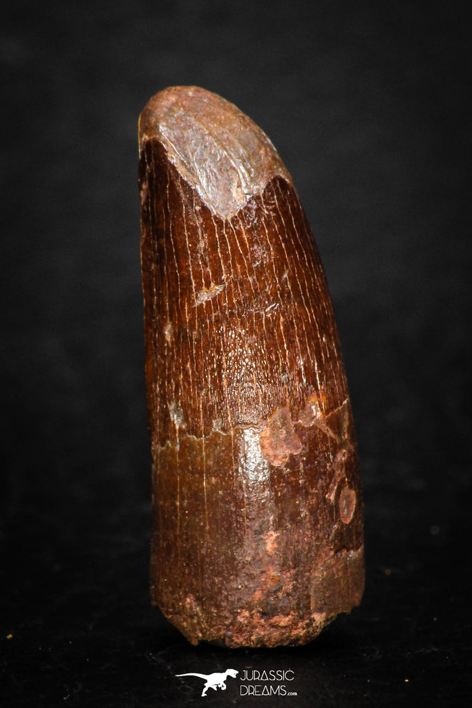 08110 - Well Preserved 1.09 Inch Spinosaurus Dinosaur Tooth Cretaceous