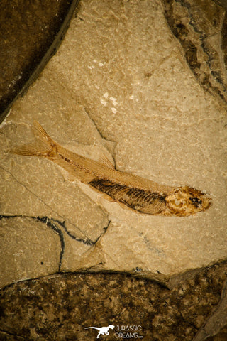 30165 - Nice Preserved 1.42 Inch Unidentified Fossil Fish Lower Cretaceous - France