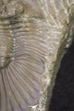20062 - Top Quality 1.62 Inch Platyscutellum sp Lower Devonian Trilobite