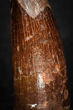 08110 - Well Preserved 1.09 Inch Spinosaurus Dinosaur Tooth Cretaceous