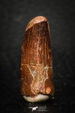 08110 - Well Preserved 1.09 Inch Spinosaurus Dinosaur Tooth Cretaceous