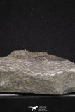 20062 - Top Quality 1.62 Inch Platyscutellum sp Lower Devonian Trilobite