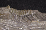 20062 - Top Quality 1.62 Inch Platyscutellum sp Lower Devonian Trilobite