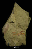 21130 - Museum Grade Exceptional Soft Bodied Marrellomorph (Furca mauretanica) Ordovician