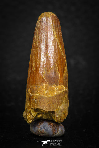 08111 - Well Preserved 1.40 Inch Spinosaurus Dinosaur Tooth Cretaceous