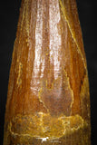 08111 - Well Preserved 1.40 Inch Spinosaurus Dinosaur Tooth Cretaceous