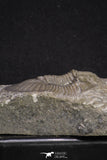 20062 - Top Quality 1.62 Inch Platyscutellum sp Lower Devonian Trilobite