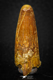 08111 - Well Preserved 1.40 Inch Spinosaurus Dinosaur Tooth Cretaceous