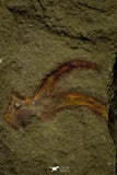 21130 - Museum Grade Exceptional Soft Bodied Marrellomorph (Furca mauretanica) Ordovician