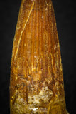 08111 - Well Preserved 1.40 Inch Spinosaurus Dinosaur Tooth Cretaceous