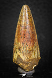 08112 - Well Preserved 1.57 Inch Spinosaurus Dinosaur Tooth Cretaceous