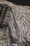 20063 - Nicely Preserved Spiny 1.34 Inch Leonaspis sp Middle Devonian Trilobite