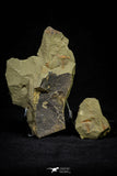 21131 - Premium Grade Soft Bodied Xiphosurid (Horseshoe Crab Ancestor) Lower Ordovician