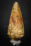 08112 - Well Preserved 1.57 Inch Spinosaurus Dinosaur Tooth Cretaceous