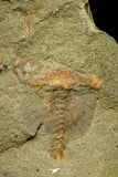 21131 - Premium Grade Soft Bodied Xiphosurid (Horseshoe Crab Ancestor) Lower Ordovician