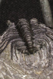 20063 - Nicely Preserved Spiny 1.34 Inch Leonaspis sp Middle Devonian Trilobite