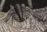 20063 - Nicely Preserved Spiny 1.34 Inch Leonaspis sp Middle Devonian Trilobite