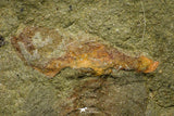 21131 - Premium Grade Soft Bodied Xiphosurid (Horseshoe Crab Ancestor) Lower Ordovician