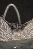 20063 - Nicely Preserved Spiny 1.34 Inch Leonaspis sp Middle Devonian Trilobite