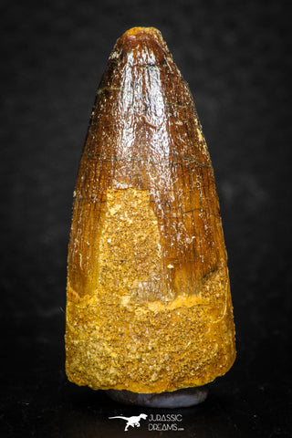 08113 - Well Preserved 1.48 Inch Spinosaurus Dinosaur Tooth Cretaceous