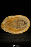 30168- Extremely rare Parasemiontus labordei Triassic Fossil Fish - Madagascar