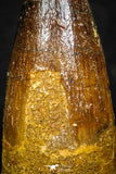 08113 - Well Preserved 1.48 Inch Spinosaurus Dinosaur Tooth Cretaceous