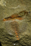 21131 - Premium Grade Soft Bodied Xiphosurid (Horseshoe Crab Ancestor) Lower Ordovician