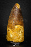 08113 - Well Preserved 1.48 Inch Spinosaurus Dinosaur Tooth Cretaceous