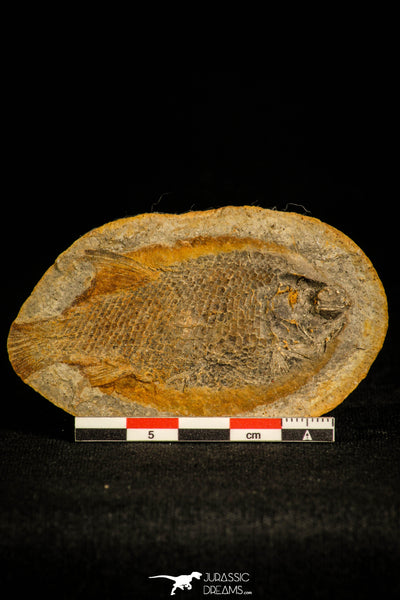 Extremely rare Parasemiontus labordei Triassic Fossil Fish - Madagascar ...