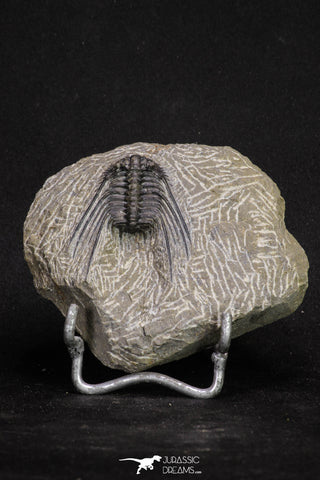 20064 - Nicely Preserved Spiny 1.65 Inch Leonaspis sp Middle Devonian Trilobite