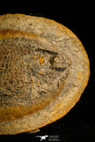 30168- Extremely rare Parasemiontus labordei Triassic Fossil Fish - Madagascar