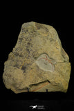 21132 - Museum Grade Soft Bodied Marrellomorph (Furca mauretanica) + Graptolite Lower Ordovician