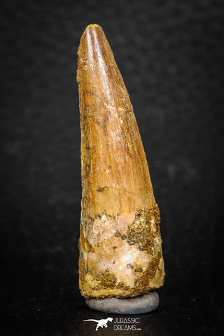 08114 - Well Preserved 1.68 Inch Spinosaurus Dinosaur Tooth Cretaceous