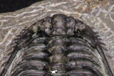 20064 - Nicely Preserved Spiny 1.65 Inch Leonaspis sp Middle Devonian Trilobite