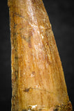 08114 - Well Preserved 1.68 Inch Spinosaurus Dinosaur Tooth Cretaceous