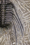 20064 - Nicely Preserved Spiny 1.65 Inch Leonaspis sp Middle Devonian Trilobite
