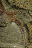 21132 - Museum Grade Soft Bodied Marrellomorph (Furca mauretanica) + Graptolite Lower Ordovician