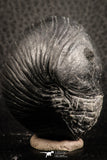 07164 - Top Rare Rolled 1.98 Inch Parahomalonotus planus Lower Devonian Trilobite