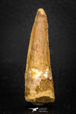 08114 - Well Preserved 1.68 Inch Spinosaurus Dinosaur Tooth Cretaceous